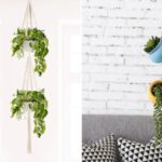 Cuelga tus plantas con estilo con estos soportes para plantas colgantes